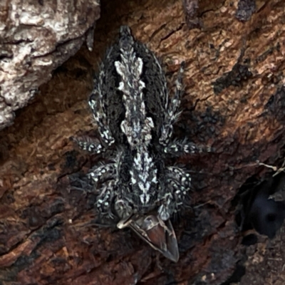 Clynotis severus (Stern Jumping Spider) at Campbell, ACT - 7 Apr 2024 by Hejor1