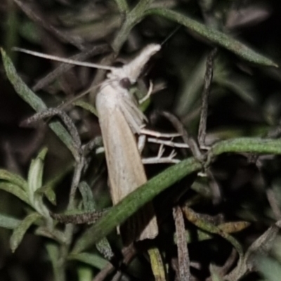 Culladia cuneiferellus (Crambinae moth) at Bungendore, NSW - 7 Apr 2024 by clarehoneydove