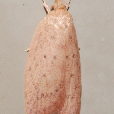 Garrha (genus) (A Concealer moth (Wingia Group)) at WendyM's farm at Freshwater Ck. - 21 Feb 2024 by WendyEM