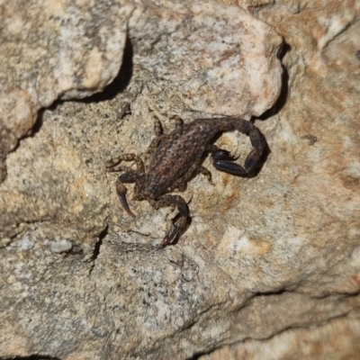 Lychas marmoreus (Little Marbled Scorpion) at Bungendore, NSW - 7 Apr 2024 by clarehoneydove