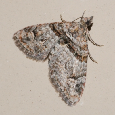 Phrissogonus laticostata (Apple looper moth) at WendyM's farm at Freshwater Ck. - 21 Feb 2024 by WendyEM