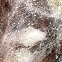 Euryopis umbilicata at Mount Ainslie to Black Mountain - 7 Apr 2024 02:59 PM