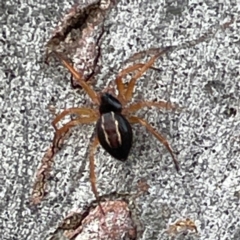 Euryopis umbilicata at Mount Ainslie to Black Mountain - 7 Apr 2024