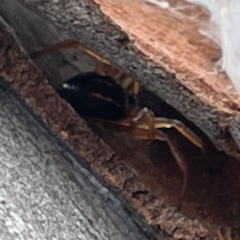 Euryopis umbilicata at Mount Ainslie to Black Mountain - 7 Apr 2024 02:59 PM