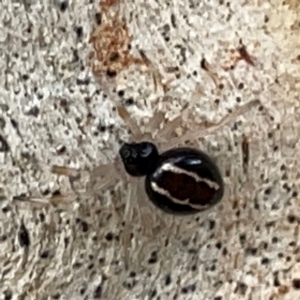 Euryopis umbilicata at Mount Ainslie to Black Mountain - 7 Apr 2024 02:59 PM