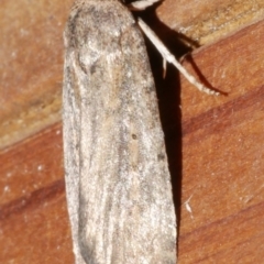 Athetis tenuis (Plain Tenuis Moth) at WendyM's farm at Freshwater Ck. - 21 Feb 2024 by WendyEM