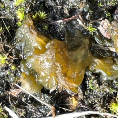 Nostoc sp. (genus) (A cyanobacterium) at Mount Pleasant - 7 Apr 2024 by Hejor1