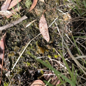 Nostoc sp. (genus) at Mount Pleasant - 7 Apr 2024