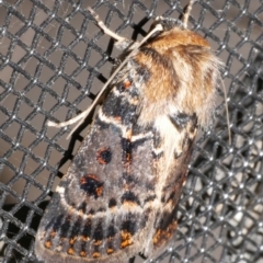 Proteuxoa sanguinipuncta (Blood-spotted Noctuid) at WendyM's farm at Freshwater Ck. - 21 Feb 2024 by WendyEM