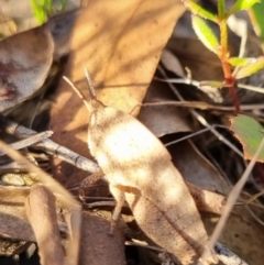 Goniaea australasiae (Gumleaf grasshopper) at QPRC LGA - 7 Apr 2024 by clarehoneydove