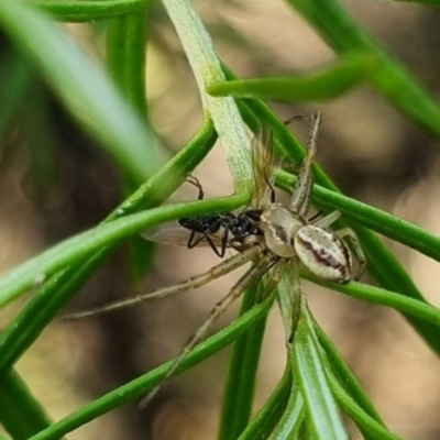 Australomisidia sp. (genus) (Flower spider) at Bungendore, NSW - 7 Apr 2024 by clarehoneydove
