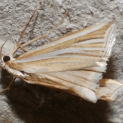 Unidentified Pyralid or Snout Moth (Pyralidae & Crambidae) at Freshwater Creek, VIC - 21 Feb 2024 by WendyEM