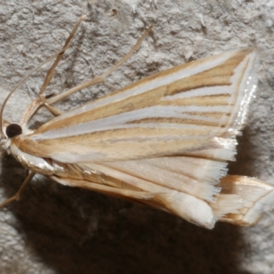 Unidentified Pyralid or Snout Moth (Pyralidae & Crambidae) at Freshwater Creek, VIC - 21 Feb 2024 by WendyEM