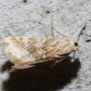 Hellula hydralis at Freshwater Creek, VIC - 21 Feb 2024 09:33 PM