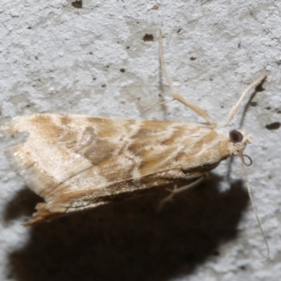 Hellula hydralis (Cabbage Centre Moth) at Freshwater Creek, VIC - 21 Feb 2024 by WendyEM