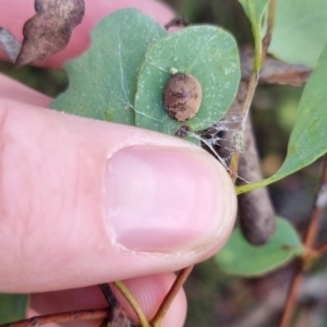 Trachymela sp. (genus) at QPRC LGA - suppressed