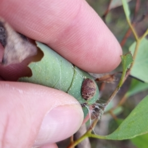 Trachymela sp. (genus) at QPRC LGA - suppressed