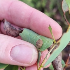 Trachymela sp. (genus) at QPRC LGA - suppressed