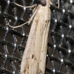 Faveria tritalis (Couchgrass Webworm) at WendyM's farm at Freshwater Ck. - 21 Feb 2024 by WendyEM