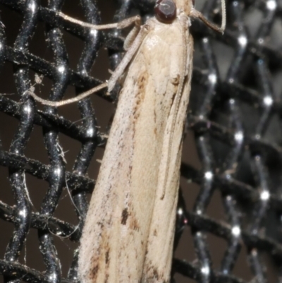 Faveria tritalis (Couchgrass Webworm) at WendyM's farm at Freshwater Ck. - 21 Feb 2024 by WendyEM