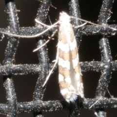 Acrocercops irrorata (A Leaf Miner (Gracillariidae)) at WendyM's farm at Freshwater Ck. - 21 Feb 2024 by WendyEM