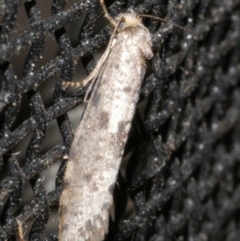 Lepidoscia (genus) ADULT (A Case moth) at WendyM's farm at Freshwater Ck. - 21 Feb 2024 by WendyEM