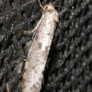 Lepidoscia (genus) ADULT at Freshwater Creek, VIC - 21 Feb 2024 10:19 PM