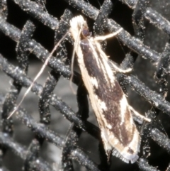 Erechthias (genus) (A Clothes moth (Tinedae)) at Freshwater Creek, VIC - 21 Feb 2024 by WendyEM