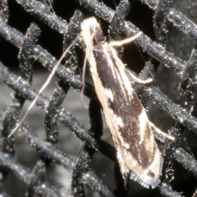 Erechthias (genus) (A Clothes moth (Tinedae)) at Freshwater Creek, VIC - 21 Feb 2024 by WendyEM