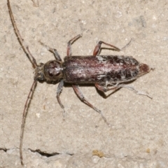 Unidentified Longhorn beetle (Cerambycidae) at Freshwater Creek, VIC - 21 Feb 2024 by WendyEM