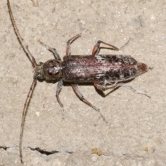 Phacodes sp. (genus) (A longhorn beetle) at Freshwater Creek, VIC - 21 Feb 2024 by WendyEM