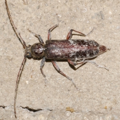 Phacodes sp. (genus) at Freshwater Creek, VIC - 21 Feb 2024 by WendyEM