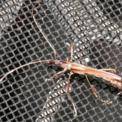Rhinophthalmus nasutus (A Longhorn Beetle) at Freshwater Creek, VIC - 21 Feb 2024 by WendyEM