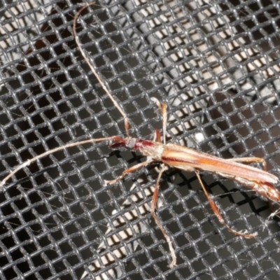 Rhinophthalmus nasutus (A Longhorn Beetle) at Freshwater Creek, VIC - 21 Feb 2024 by WendyEM