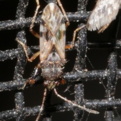 Rhyparochromidae (family) at Freshwater Creek, VIC - 21 Feb 2024 by WendyEM