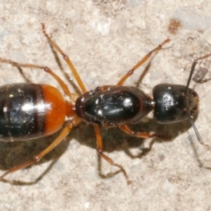 Camponotus consobrinus at Freshwater Creek, VIC - 21 Feb 2024