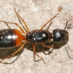 Unidentified Ant (Hymenoptera, Formicidae) at Freshwater Creek, VIC - 21 Feb 2024 by WendyEM