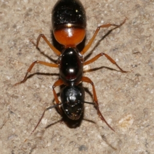 Camponotus consobrinus at Freshwater Creek, VIC - 21 Feb 2024