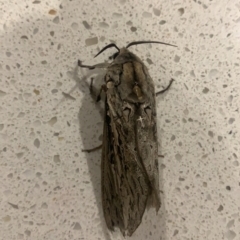 Abantiades (genus) at Albury - suppressed