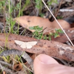 Idaea philocosma (Flecked Wave) at Bungendore, NSW - 7 Apr 2024 by clarehoneydove