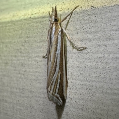 Hednota relatalis (A Crambid moth (Crambinae) at Ainslie, ACT - 6 Apr 2024 by Pirom
