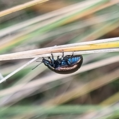 Chrysomelidae sp. (family) (Unidentified Leaf Beetle) at Bungendore, NSW - 6 Apr 2024 by clarehoneydove