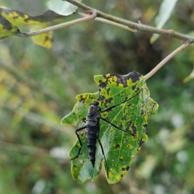 Boreoides subulatus (Wingless Soldier Fly) at Bungendore, NSW - 6 Apr 2024 by clarehoneydove