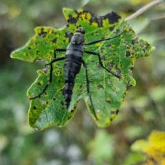 Boreoides subulatus at QPRC LGA - suppressed