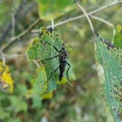 Boreoides subulatus at QPRC LGA - 6 Apr 2024