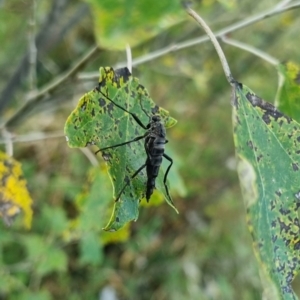 Boreoides subulatus at QPRC LGA - suppressed