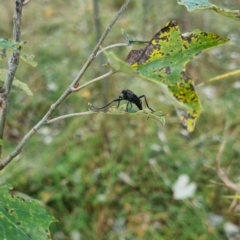 Boreoides subulatus at QPRC LGA - suppressed