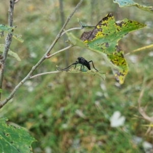 Boreoides subulatus at QPRC LGA - 6 Apr 2024