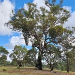 Eucalyptus melliodora (Yellow Box) at Yass River, NSW - 7 Apr 2024 by SenexRugosus