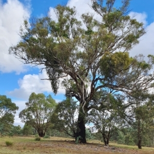 Eucalyptus melliodora at Rugosa - 7 Apr 2024
